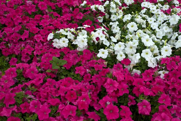 Maximiser la Lumière Naturelle : Astuces pour Créer un Jardin d"Hiver dans un Espace Compact