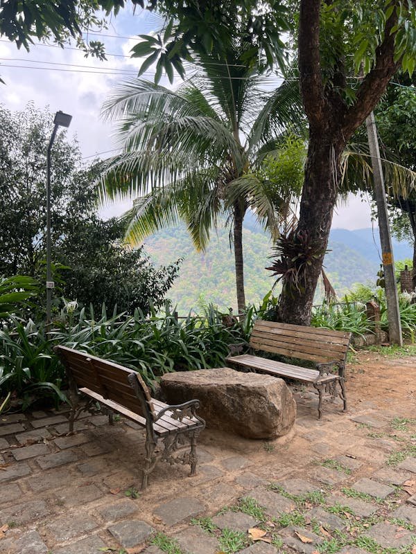 Sauvegarde de vos palmiers avec biopalm aerosol glu : mode d'emploi